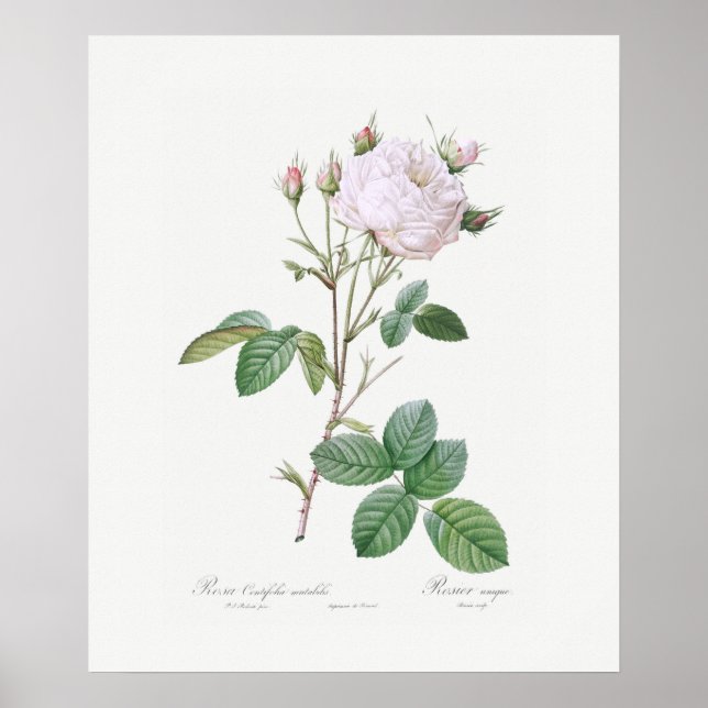 POSTER : REDOUTÉ : WHITE CABBAGE ROSE (Devant)