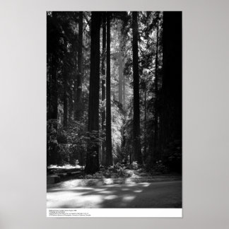 Poster Redwood Forest, Founder's Grove, 1966