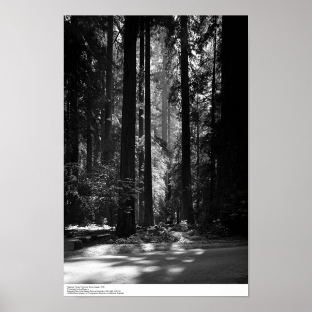 Poster Redwood Forest, Founder's Grove, 1966 (Devant)