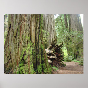 Poster Redwood Forest Trees d'art estampes Californie Red