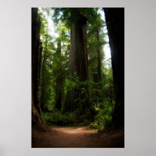 Poster Redwoods Californie