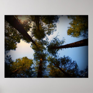 Poster Redwoods en quête