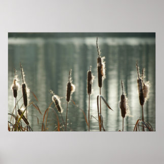 Poster Reedmaces