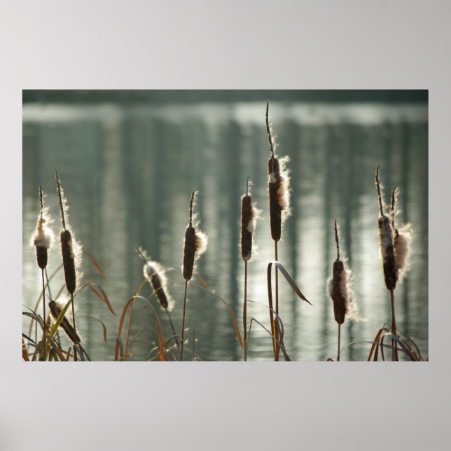 Poster Reedmaces (Devant)
