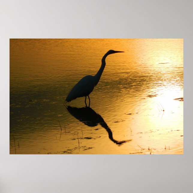 Poster Réflexion d'Egret sur l'affiche du coucher du sole (Devant)