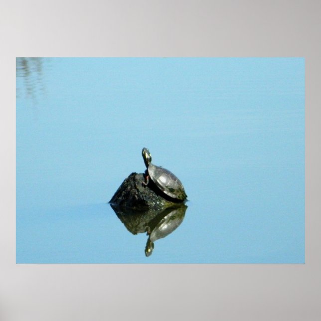 Poster Réflexions de l'affiche du printemps (tortue) (Devant)