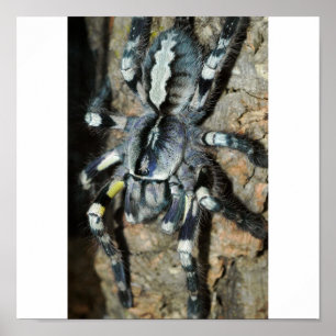 Poster Regalis de Poecilotheria dans à pleine vue