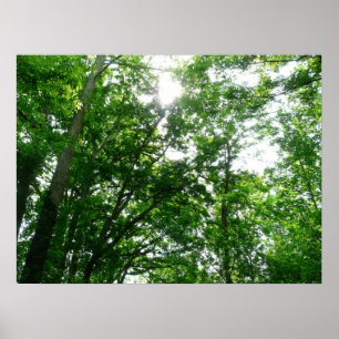 Poster Regard sur les arbres d'été
