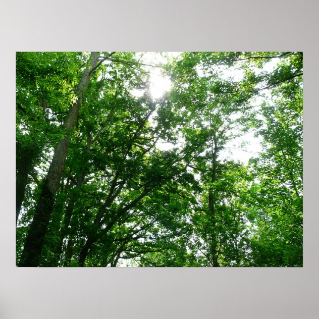 Poster Regard sur les arbres d'été (Devant)