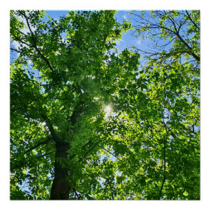 Poster Regardant vers les feuilles vertes et le ciel bleu