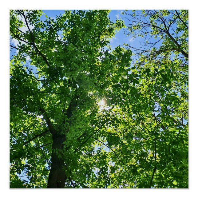 Poster Regardant vers les feuilles vertes et le ciel bleu (Devant)