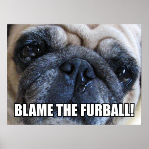 POSTER REJETEZ LA FAUTE SUR LA BOULE DE POILS ! MEME D'AL