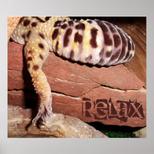 Poster "Relax" Léopard Léopard Gecko