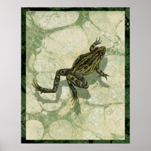 Poster Remonter le crapaud dans l'eau