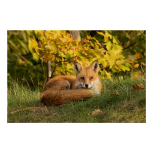 Poster Ren d'automne