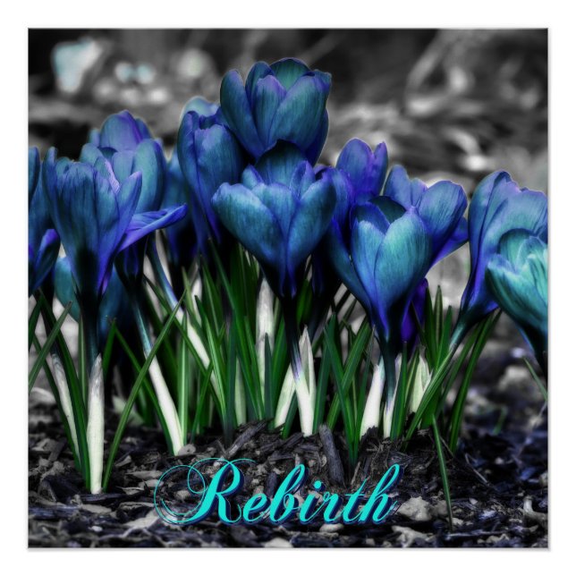 Poster Renaissance des fleurs de Crocus bleu Aqua (Devant)