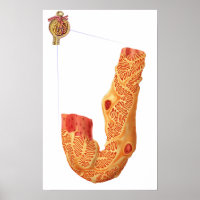 Renal Corpuscle Et L'Membrane De Filtration