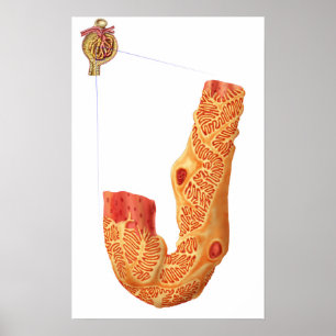 Poster Renal Corpuscle Et L'Membrane De Filtration