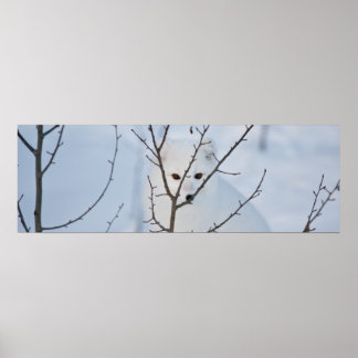Poster Renard arctique