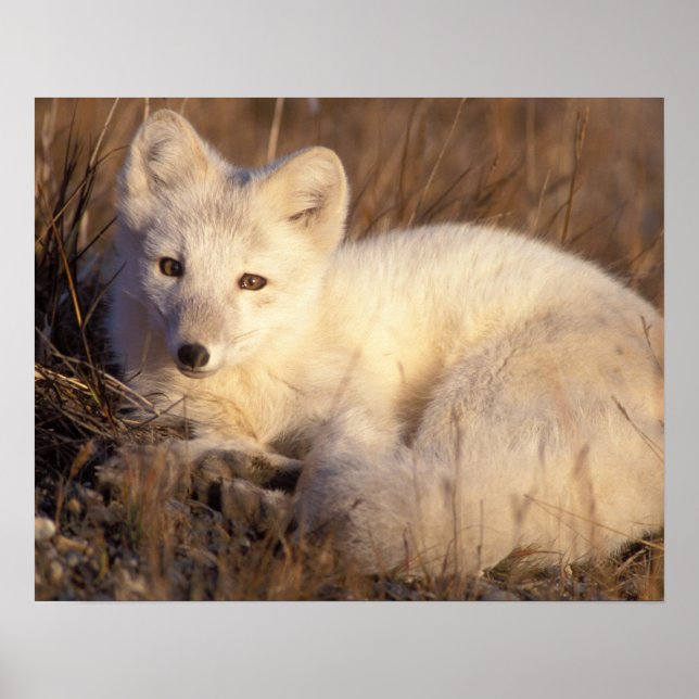 Poster renard arctique, Alopex lagopus (Devant)
