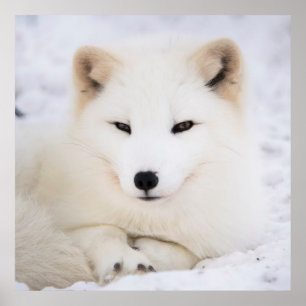 Poster Renard blanc arctique dans la neige