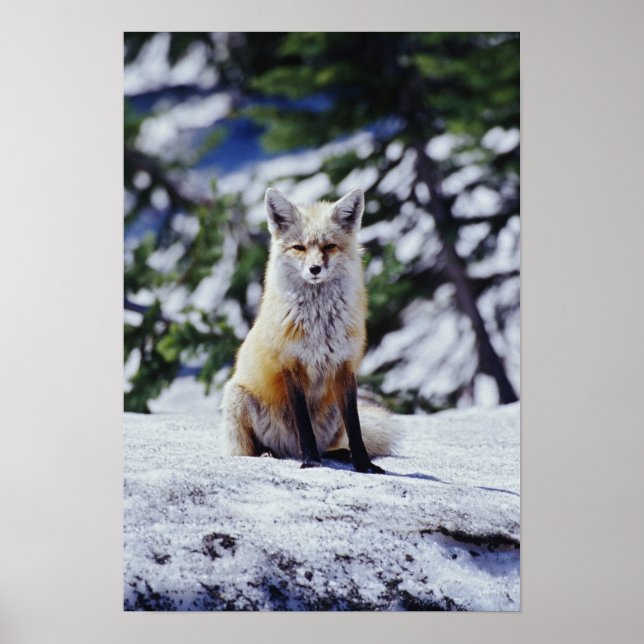 Poster Renard rouge assis sur le banc de neige, Vulpes, M (Devant)