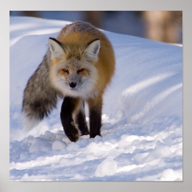 Poster Renard rouge de Yellowstone (Devant)