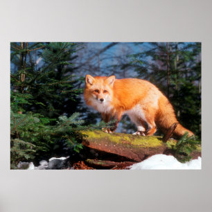 Poster Renard roux sur une bûche