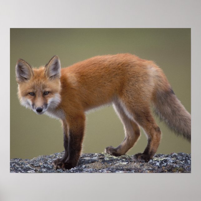 Poster renard roux, Vulpes vulpes, le long de la partie c (Devant)