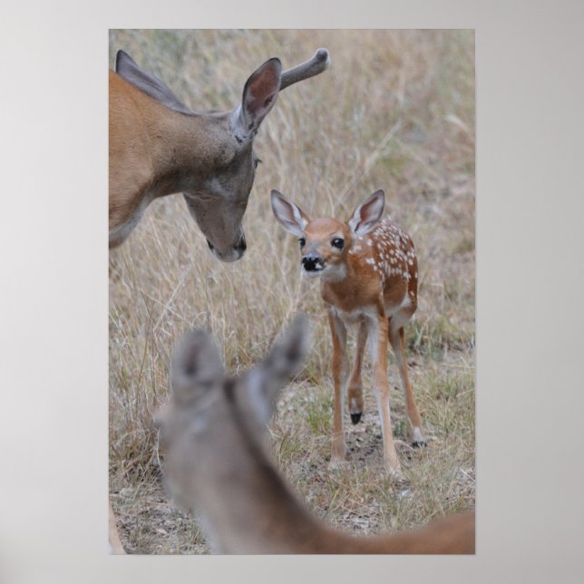 Poster Rencontrez le nouveau bébé (Devant)