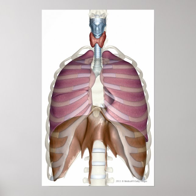 Poster rendu 3d du système respiratoire (Devant)
