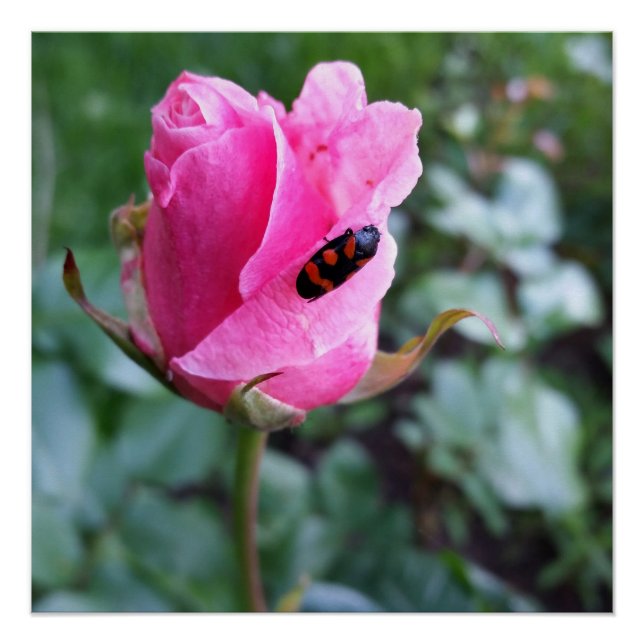 Poster reposant sur un rose (Devant)