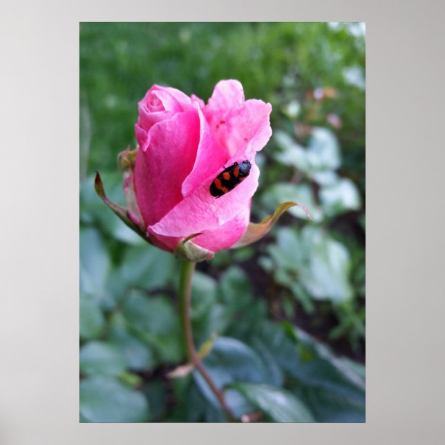 Poster reposant sur un rose (Devant)