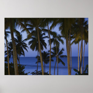 Poster République dominicaine, péninsule de Samana, Las