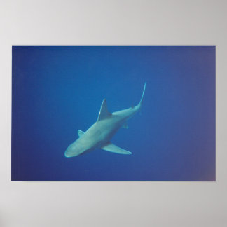 Poster requin