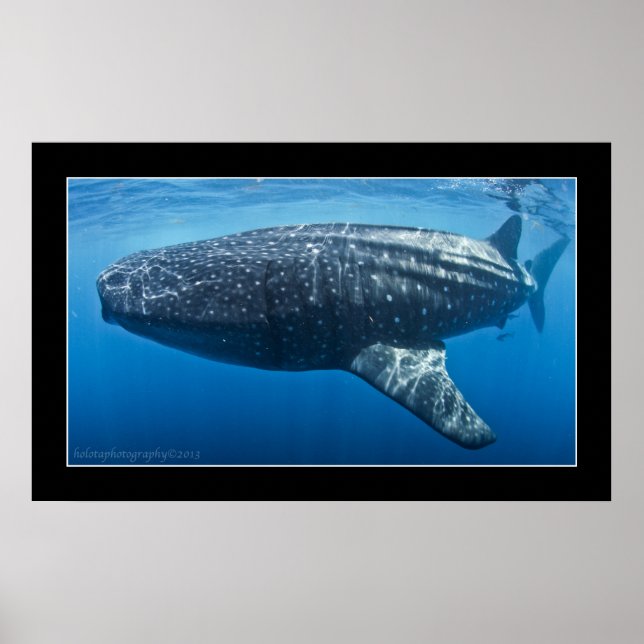 Poster Requin baleine #3 (Devant)