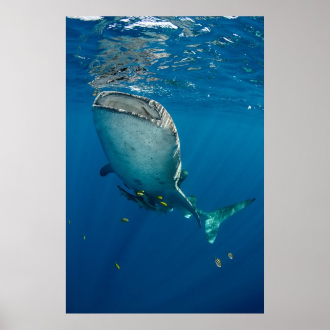 Poster Requin Baleine et Poisson (Devant)