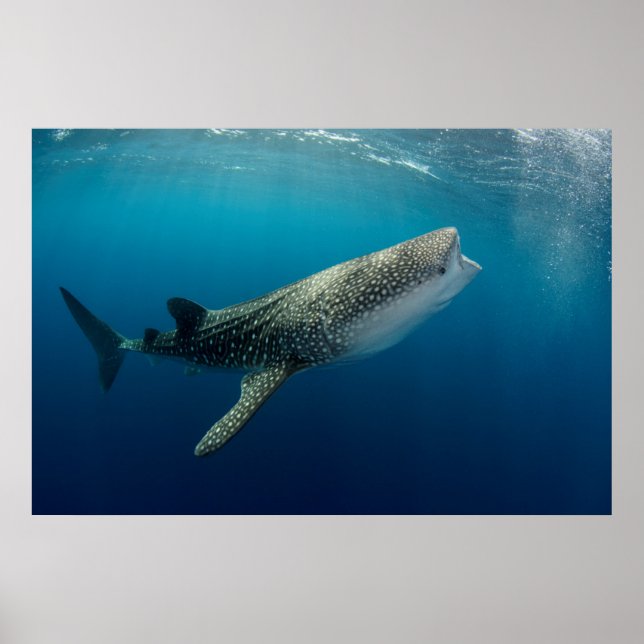 Poster Requin Baleine Natation (Devant)