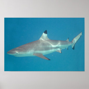 Poster Requin nageant l'affiche sous-marine