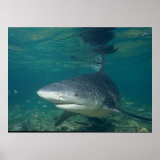 Poster requin taureau - Carcharhinus leucas (Devant)