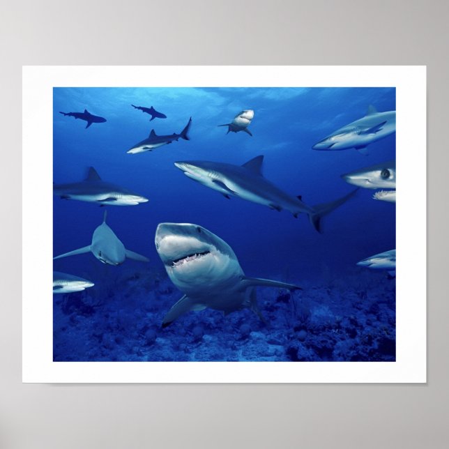 Poster requins (Devant)