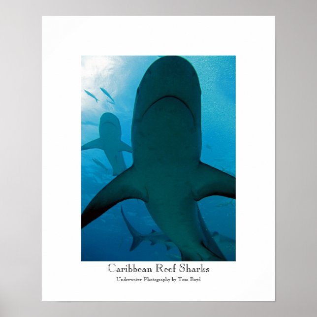 Poster Requins de récifs caribéens (Devant)