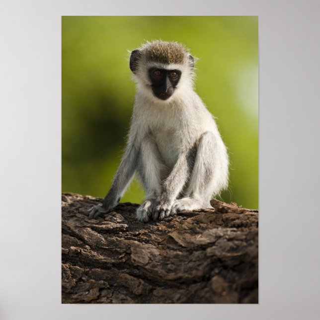 Poster Réserve de gibier de Samburu, Kenya, Vervet Monkey (Devant)