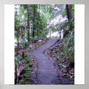 Poster Réserve forestière d'EL Yunque