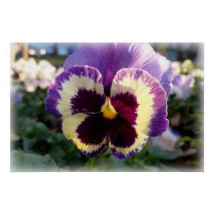 Poster ressort coloré Pansy