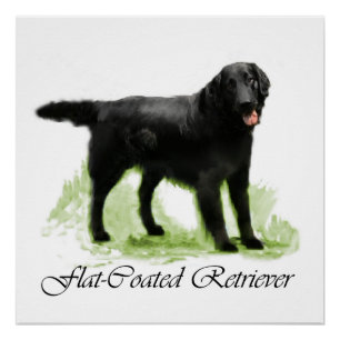 Poster Retriever à revêtement plat