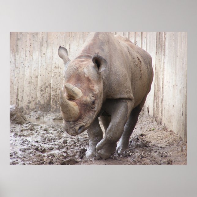 Poster Rhino 1 (Devant)
