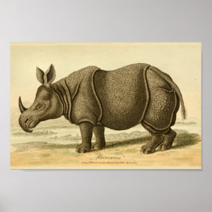 Poster Rhinoceros vintage Histoire naturelle Imprimer