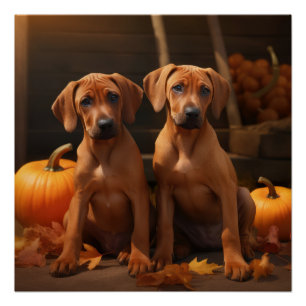 Poster Rhodesian Ridgeback Chiot Automne Citrouille délic