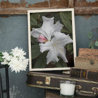Rhododendron blanc fleurit Photo Glossy